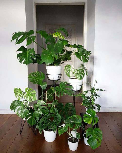 Monstera Shelf Ideas