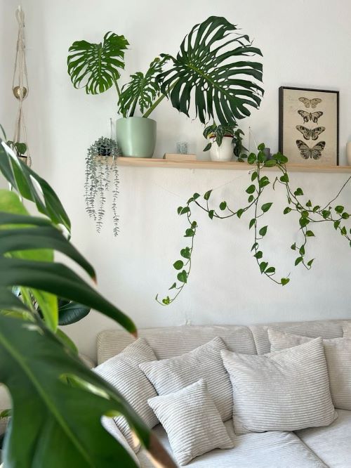 Monstera Shelf Ideas 1