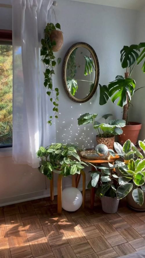 Monstera Shelf Ideas 7