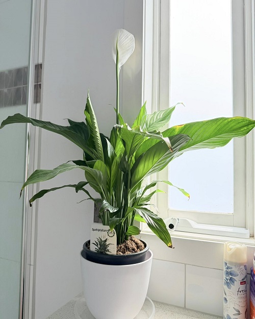 peace lily in bathroom