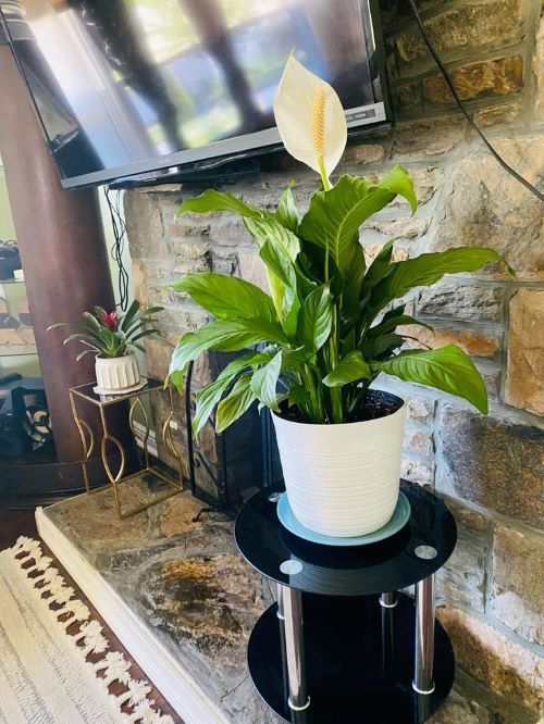 peace lily on plant stand