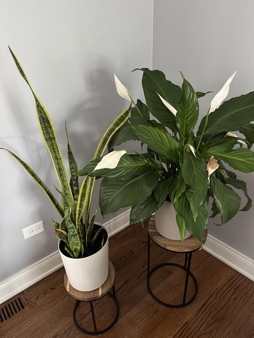 peace lily with snake plant