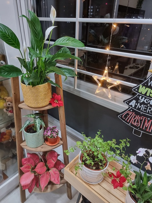 peace lily on corner shelf