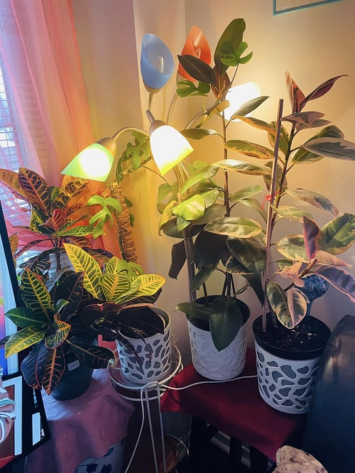 plant tier Corner Stand with grow Light lamp