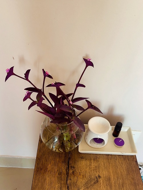 purple heart plant