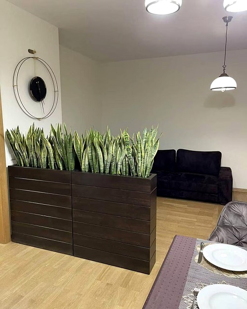 snake plant room divider