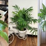 8 Indoor Plants That Love Shorter Days and Low Light
