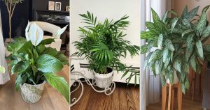 8 Indoor Plants That Love Shorter Days and Low Light