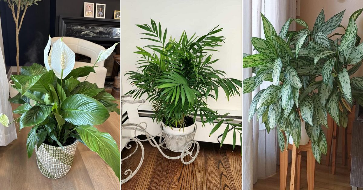 8 Indoor Plants That Love Shorter Days and Low Light