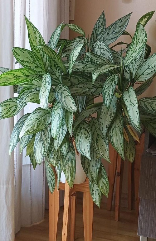 Chinese Evergreen