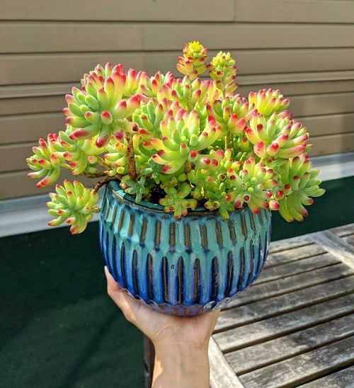 Jelly Bean Plant