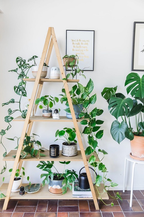 Ladder Shelves