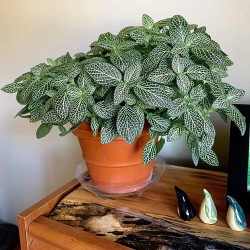 Nerve Plant
