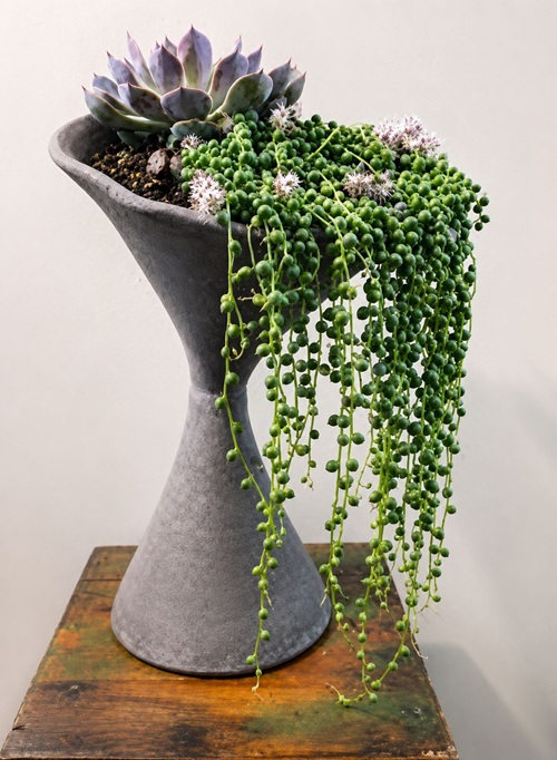 Elegant Plants for a Thanksgiving Table