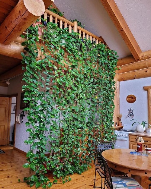Pothos indoor
