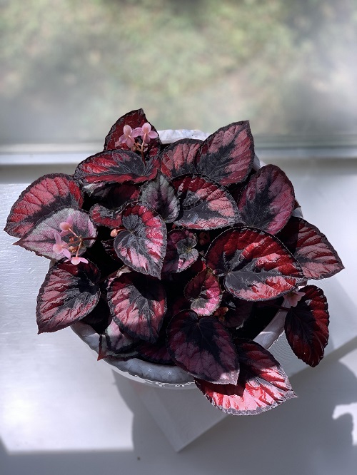Painted Leaf Begonia