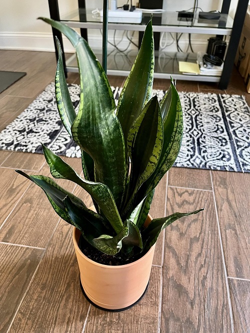 Indoor Plants That Thrive During Shorter Days