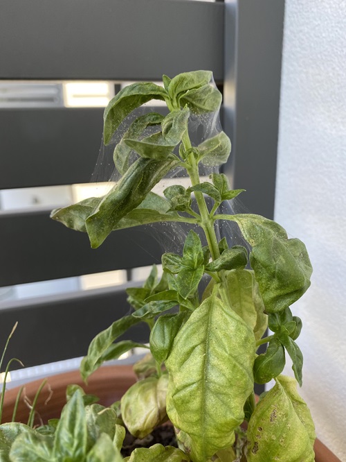 spider mites on plants
