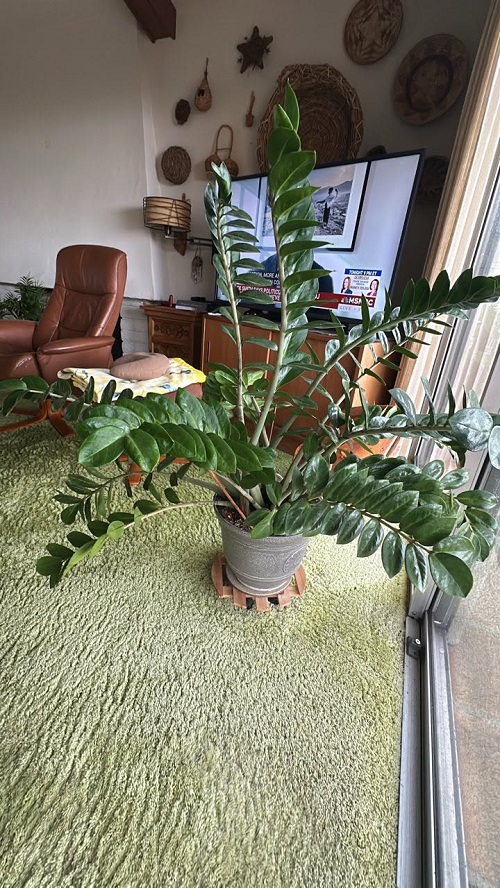 ZZ Plant