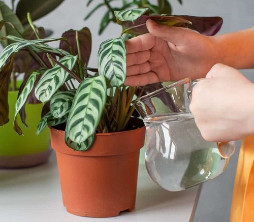 Watering indoor plants