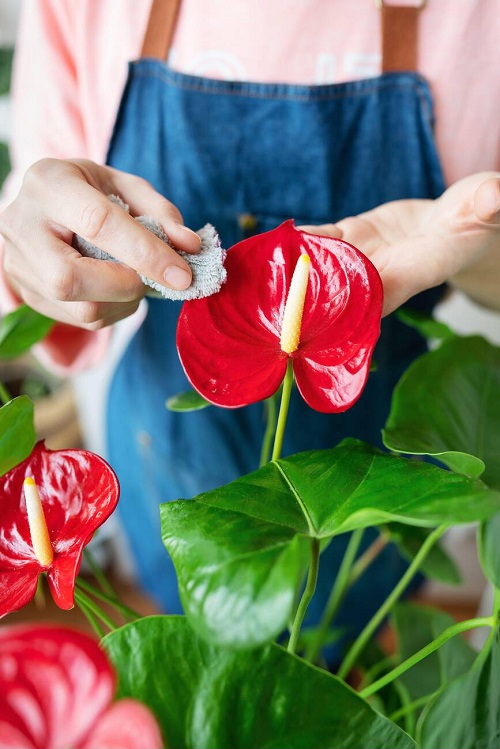 clean indoor plant leaves
