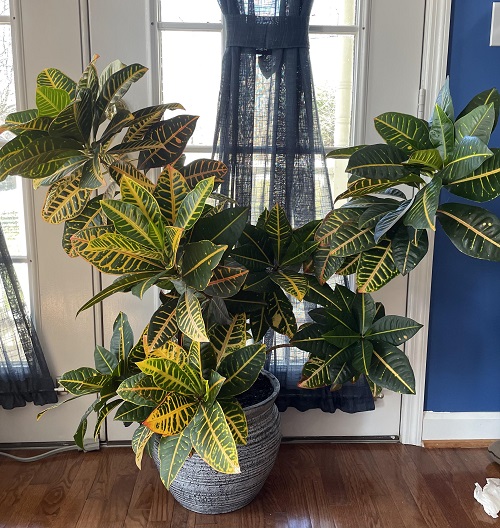 Croton
