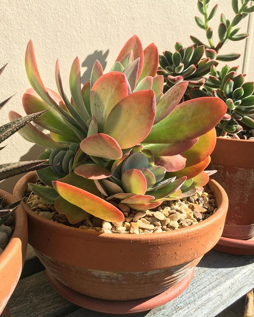 Best Autumn-Colored Foliage Plants
