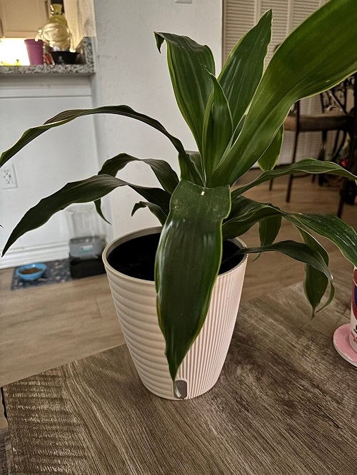snake plant leaning to one side