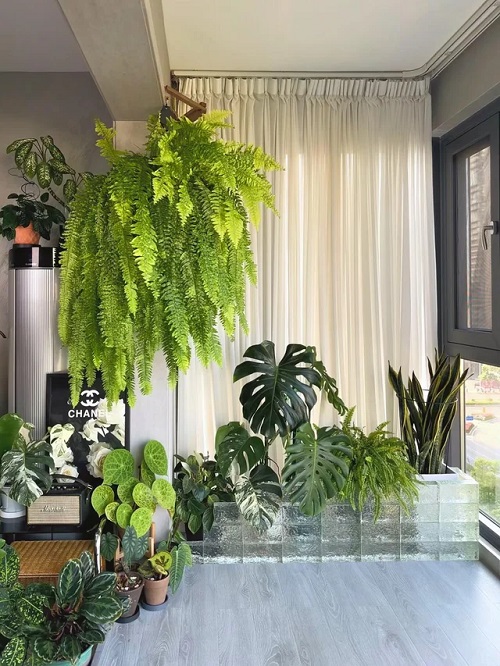 How to Transition Houseplants from Summer to Fall