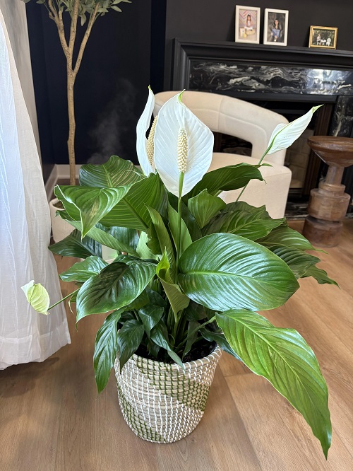 Peace Lily