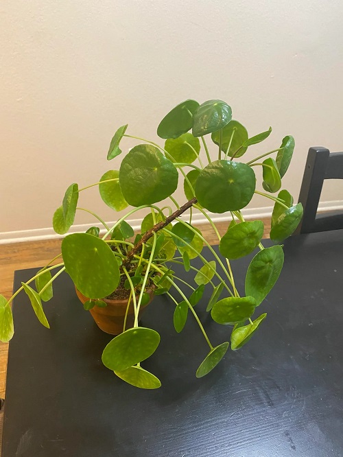 Why Does My Houseplant Grow Toward One Side