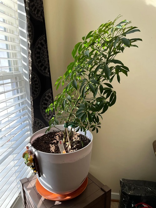 plant leaning to one side