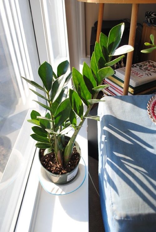 zz plant near window