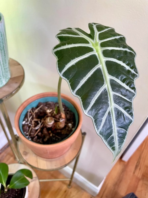 Why Does My Alocasia Grow One New Leaf and Lose Another?