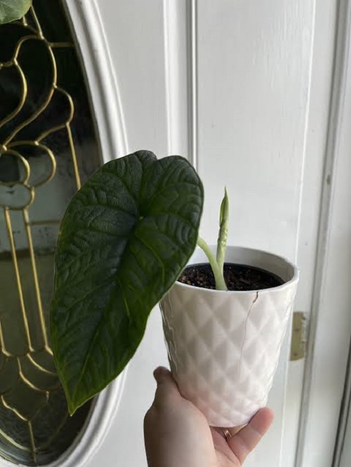 Alocasia Grow One Leaf