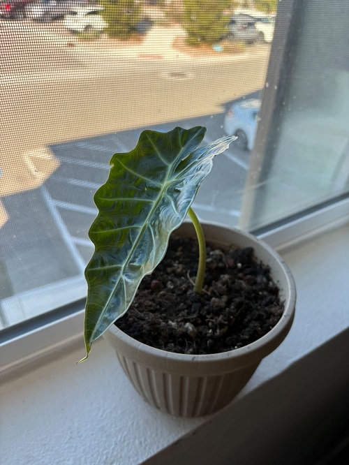 Alocasia indoor