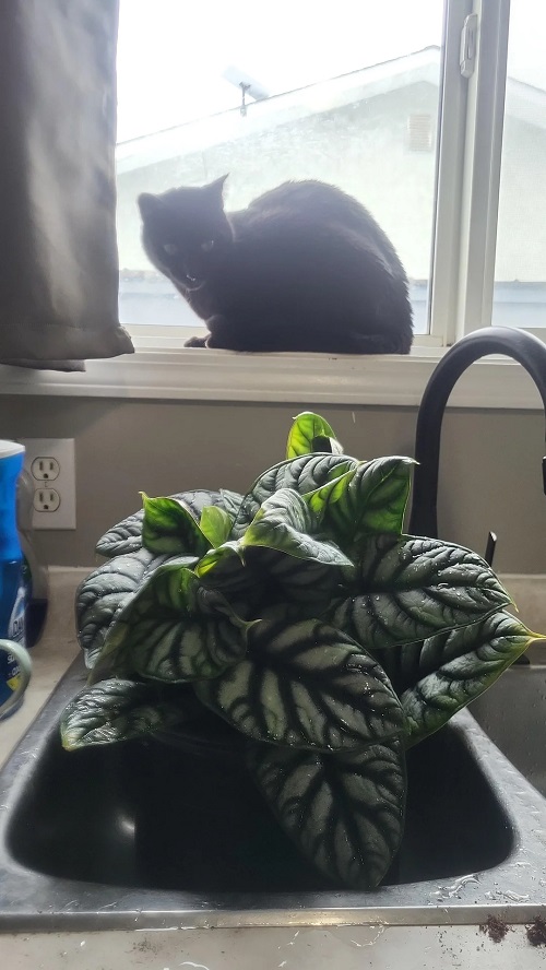 Alocasia Silver Dragon watering