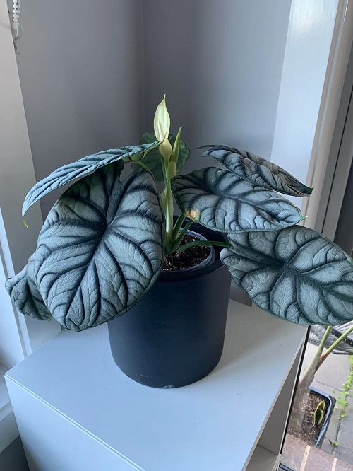 Alocasia Silver Dragon Care: Secrets for Bigger, Healthier Leaves