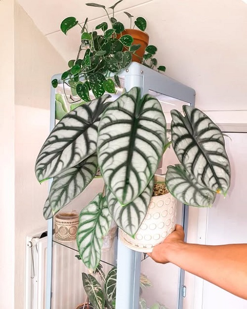 Alocasia Silver Dragon indoor