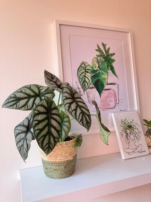 Alocasia Silver Dragon indoor 2