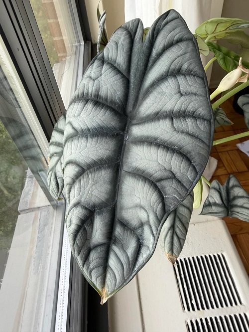 Alocasia Silver Dragon near heater