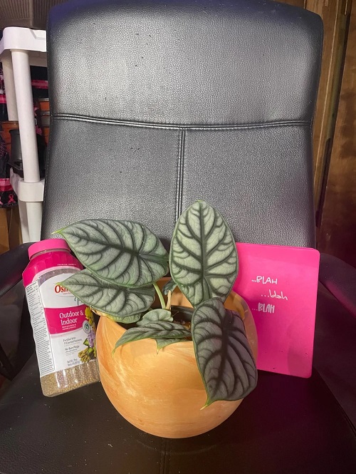 Alocasia Silver Dragon fertilizer