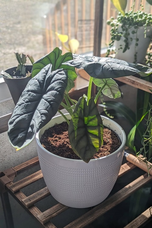Alocasia Silver Dragon near window