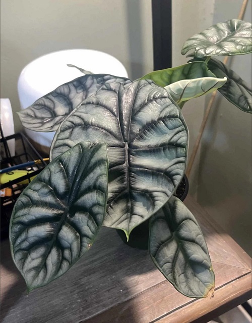 Alocasia Silver Dragon near humidfier