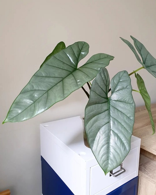Alocasia
