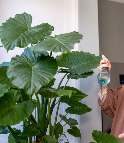 Alocasia-fetilizer