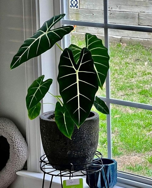 Alocasia near window