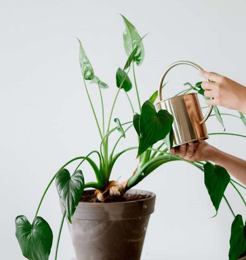 Alocasia watering