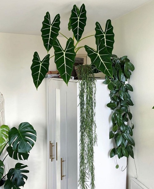 Alocasia with group of plants