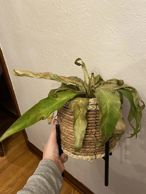 Can You Revive a Completely Dry Houseplant Without Repotting?